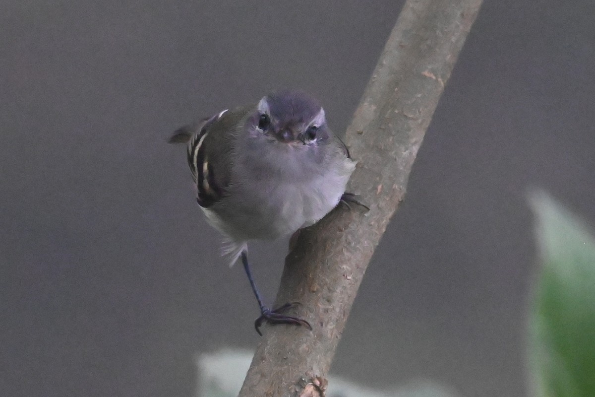 White-tailed Tyrannulet - ML646362988