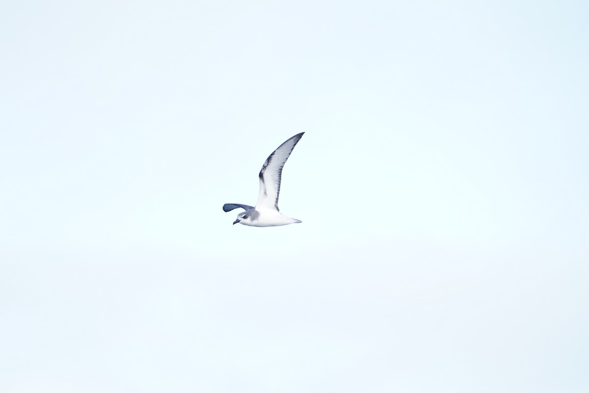 Masatierra Petrel - ML646362998