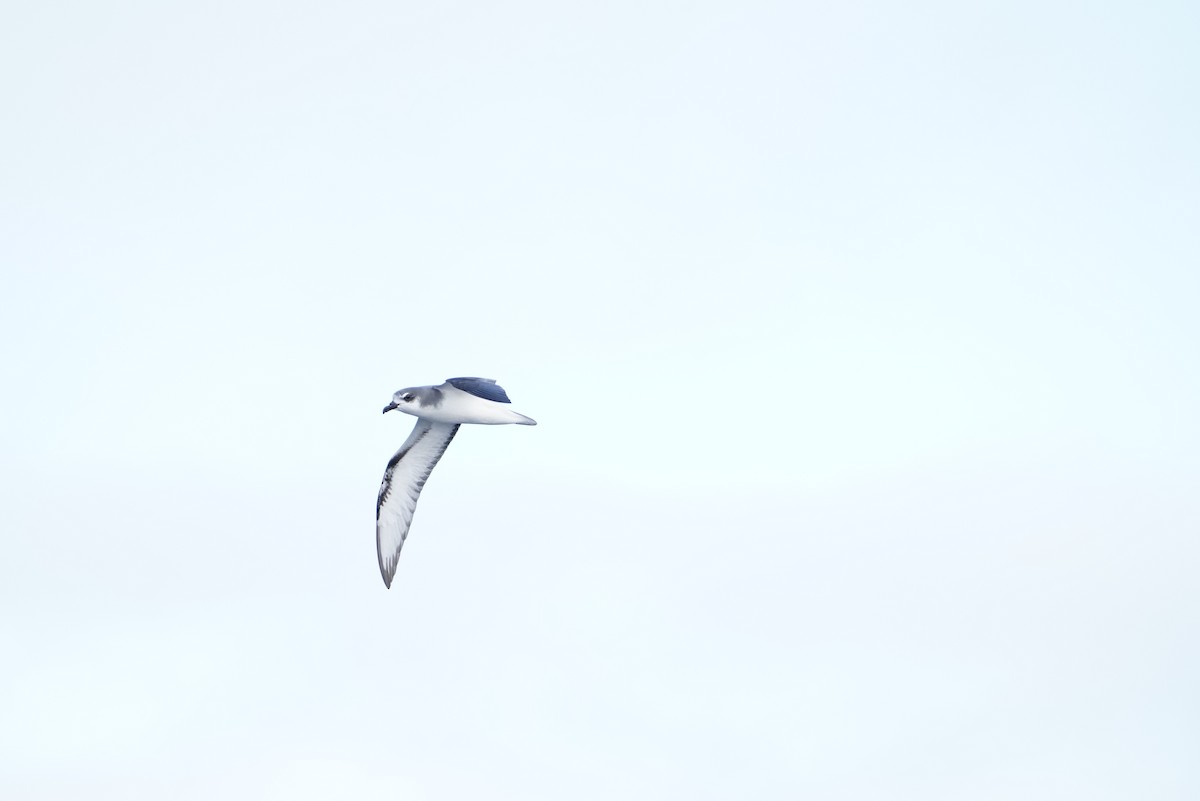 Masatierra Petrel - ML646362999
