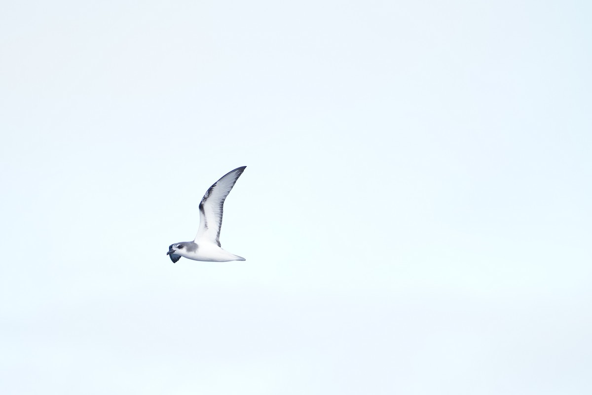 Masatierra Petrel - ML646363000