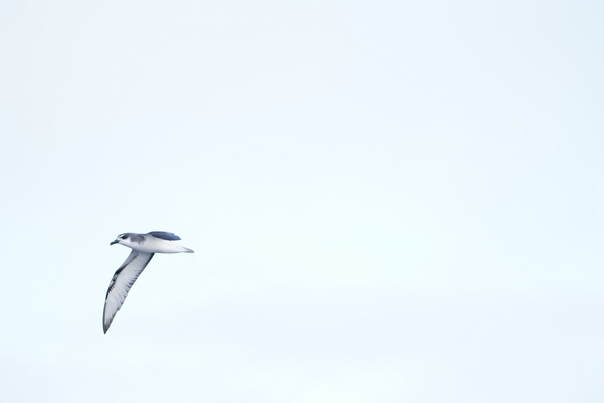 Masatierra Petrel - ML646363001