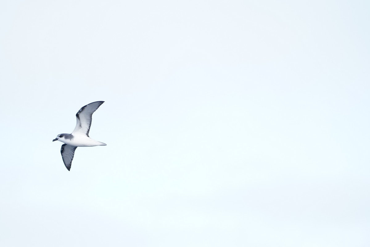 Masatierra Petrel - ML646363002