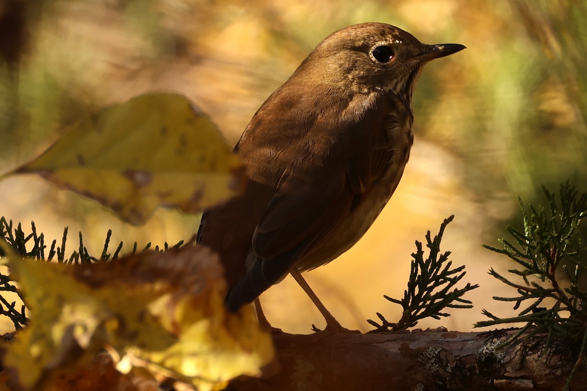 Дрозд-отшельник - ML646363003