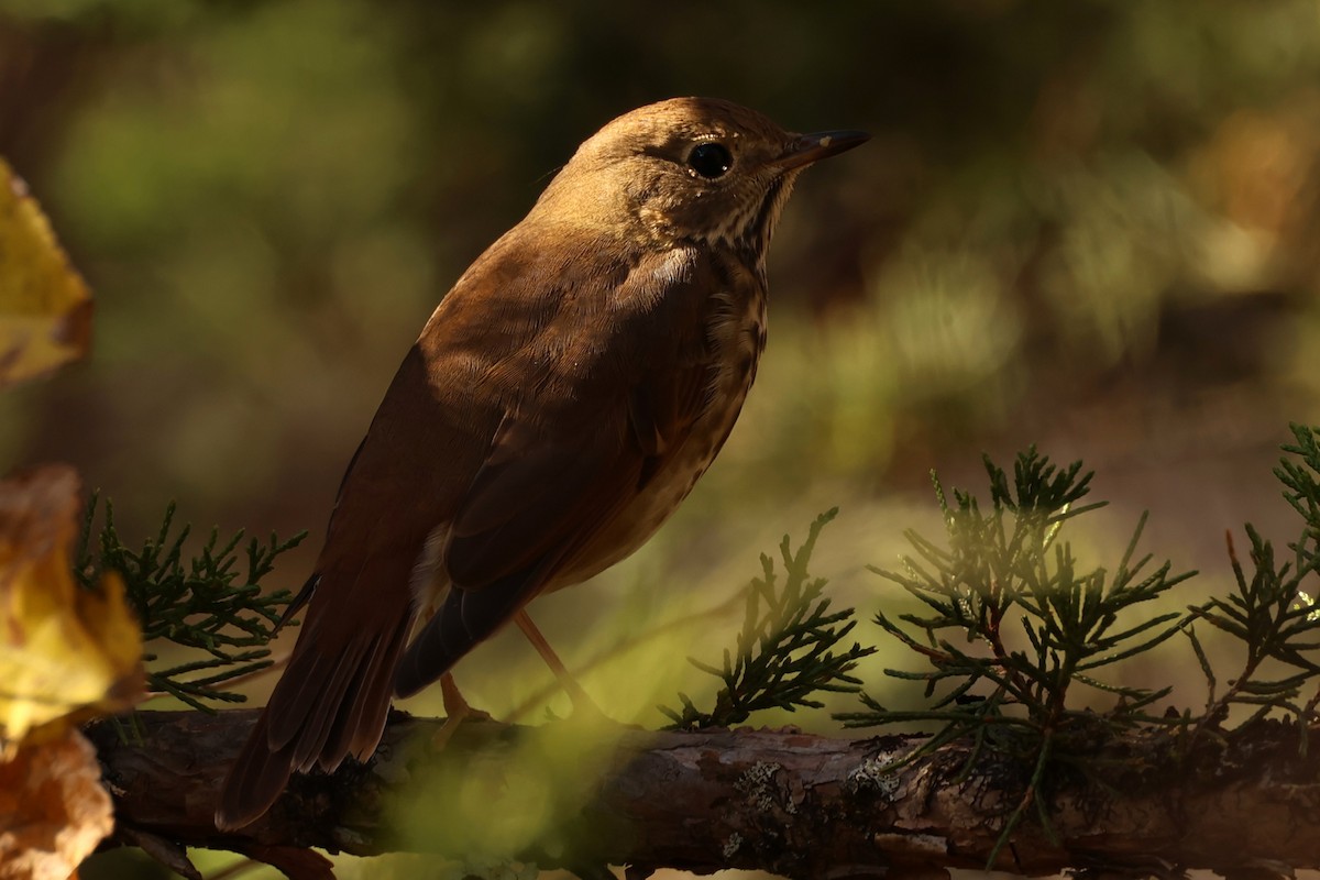 Дрозд-отшельник - ML646363004