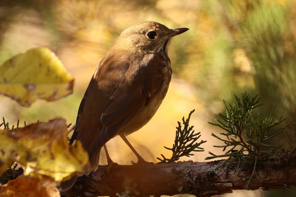 Дрозд-отшельник - ML646363005