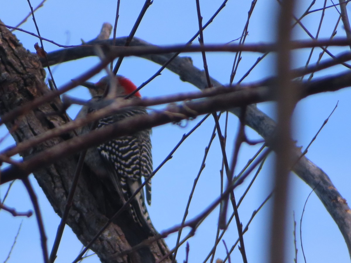 Red-bellied Woodpecker - ML646363006