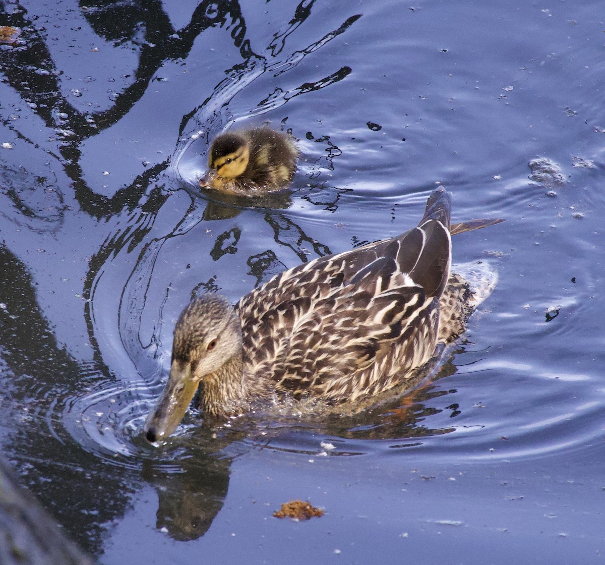 綠頭鴨 - ML646363007