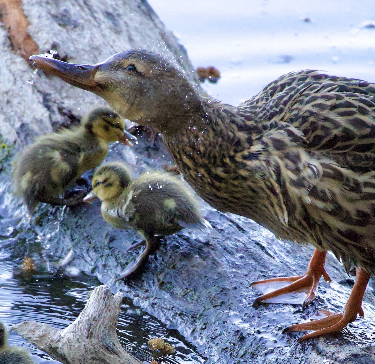 綠頭鴨 - ML646363008