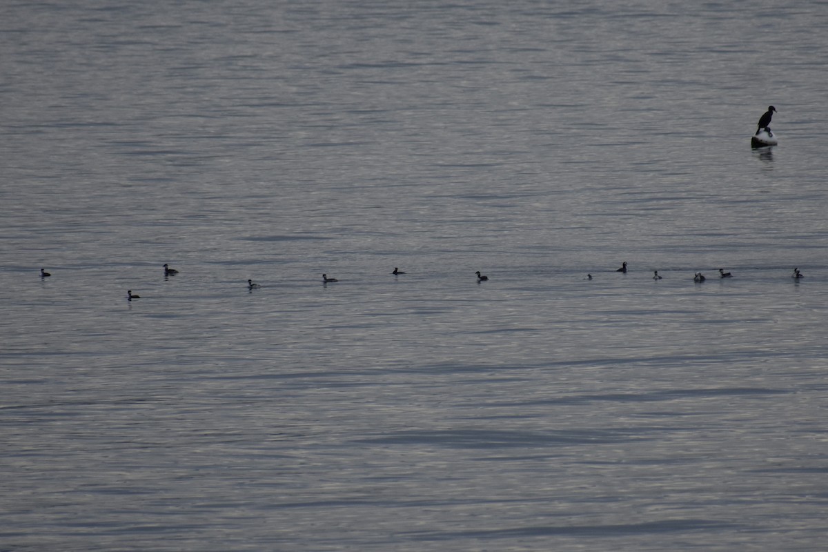 角鸊鷉 - ML646363009