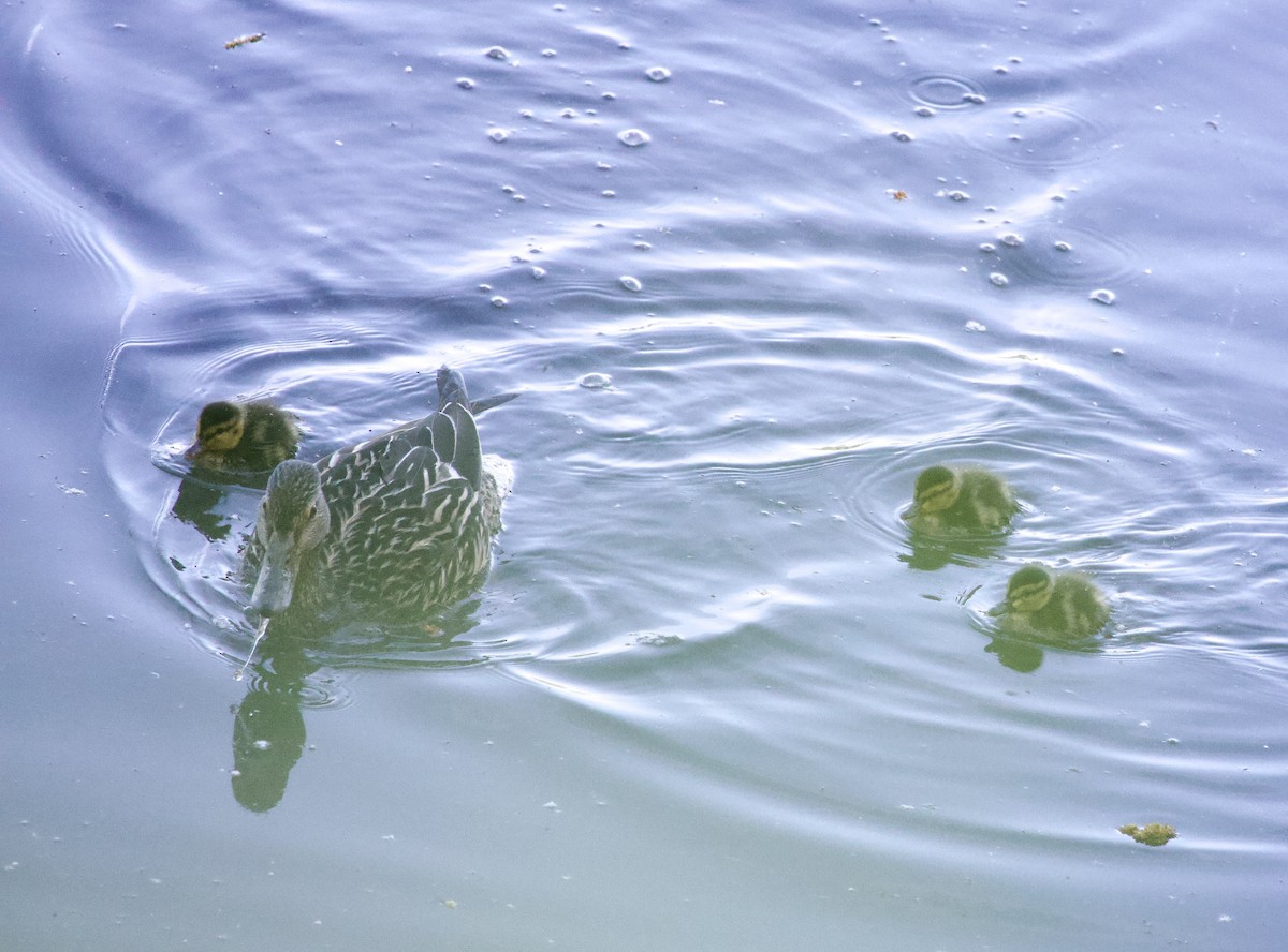 綠頭鴨 - ML646363010