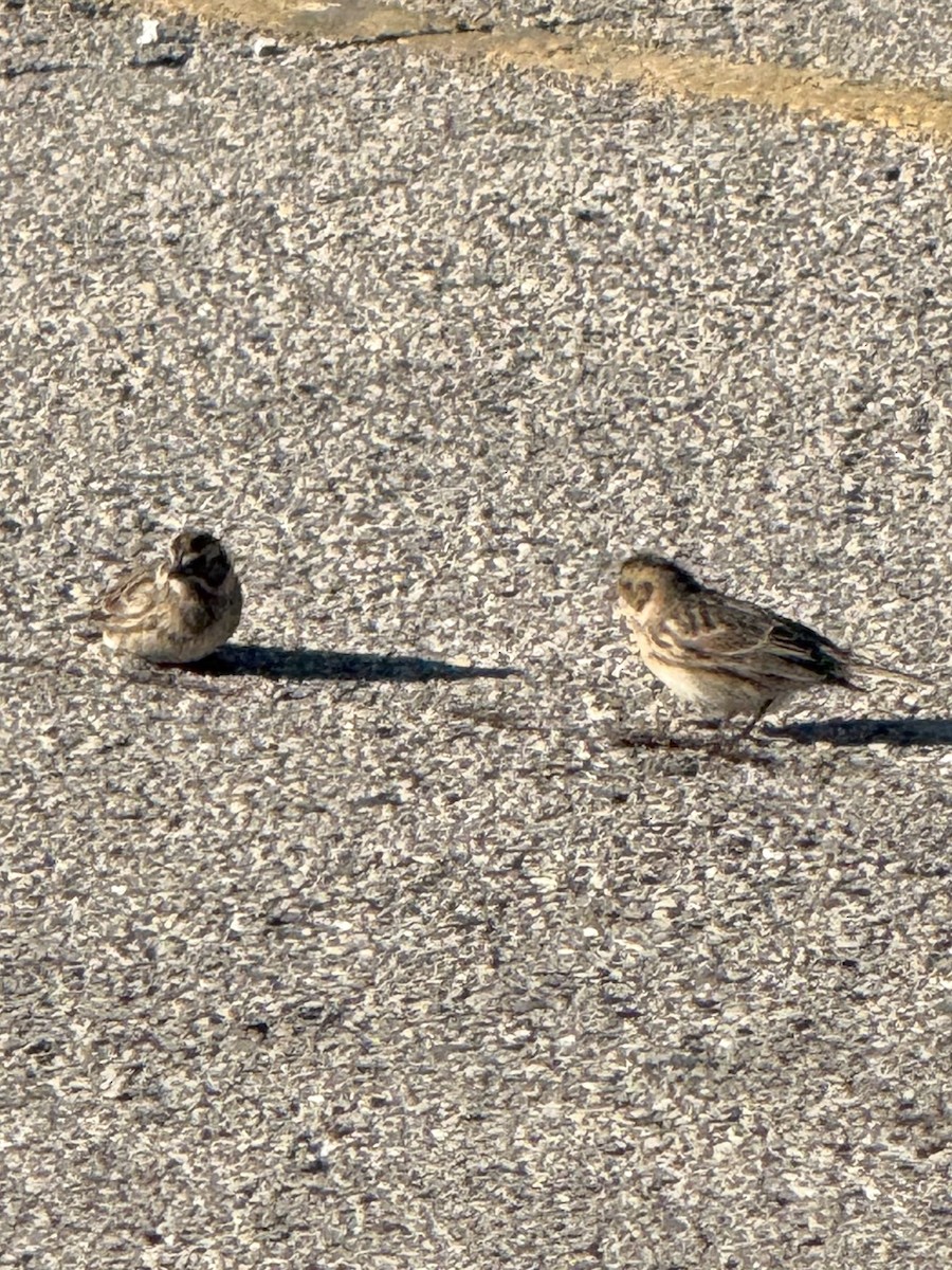 鐵爪鵐 - ML646363011