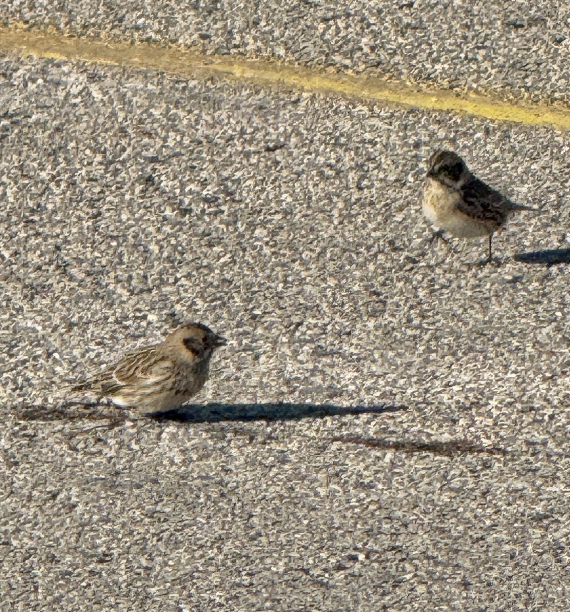 鐵爪鵐 - ML646363012