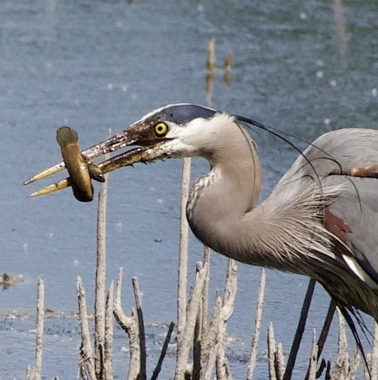 Great Blue Heron - ML646363013