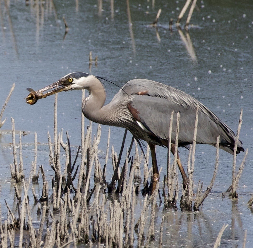 Great Blue Heron - ML646363014