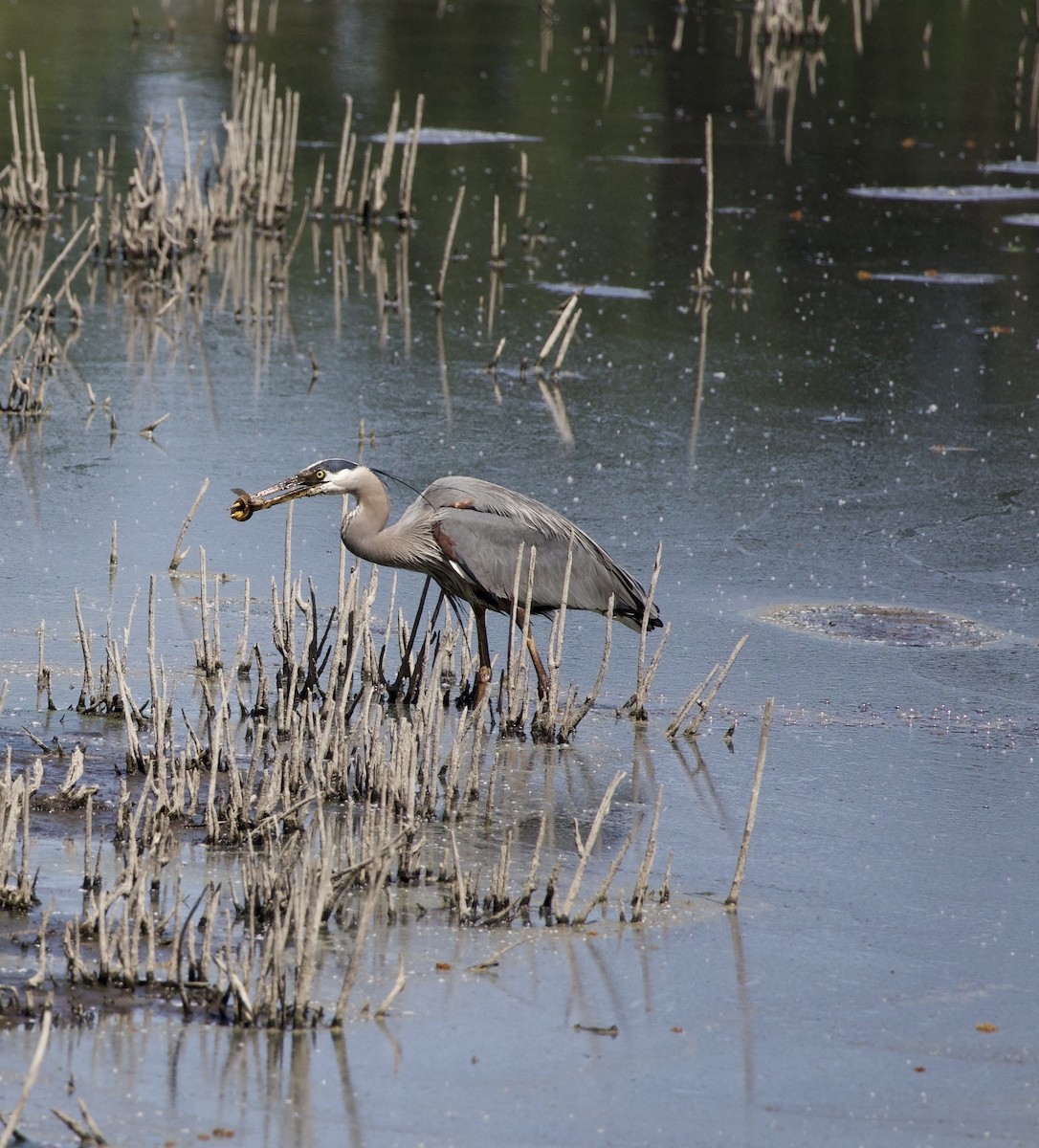 Great Blue Heron - ML646363015