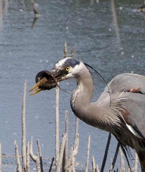 Great Blue Heron - ML646363016