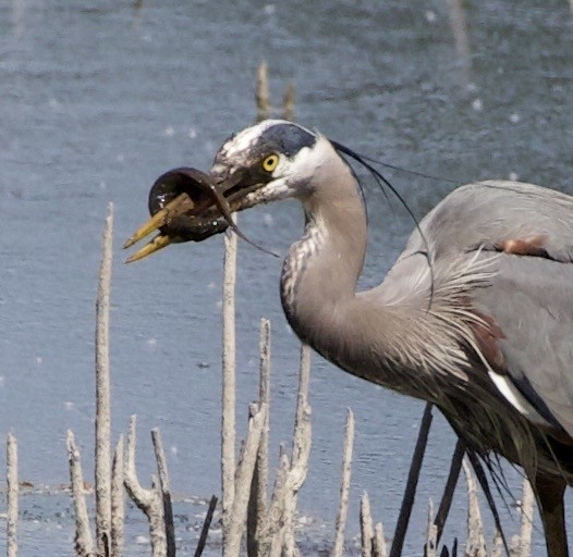 Great Blue Heron - ML646363017