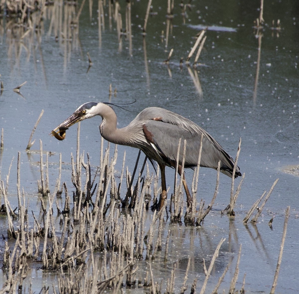 Great Blue Heron - ML646363018