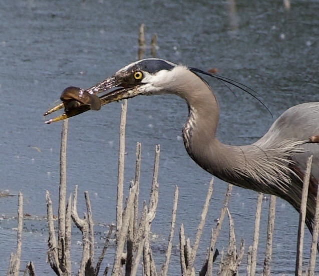 Great Blue Heron - ML646363019