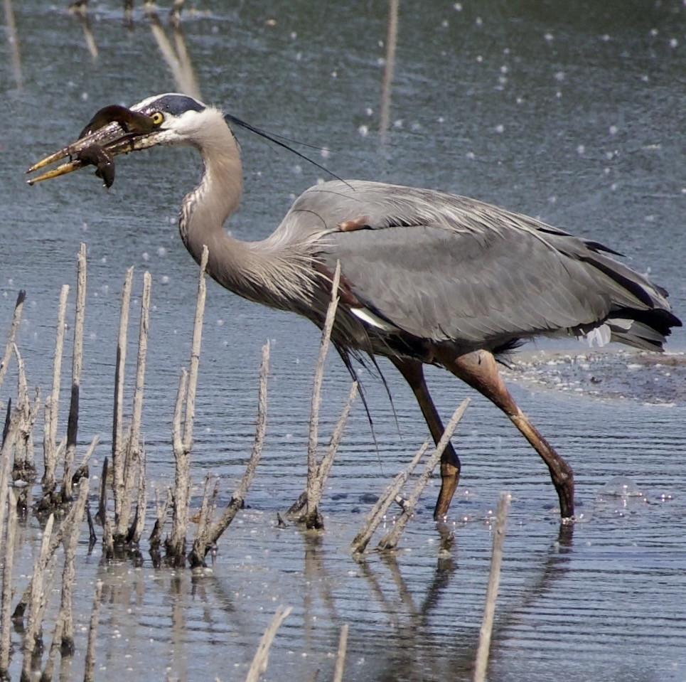 Great Blue Heron - ML646363020