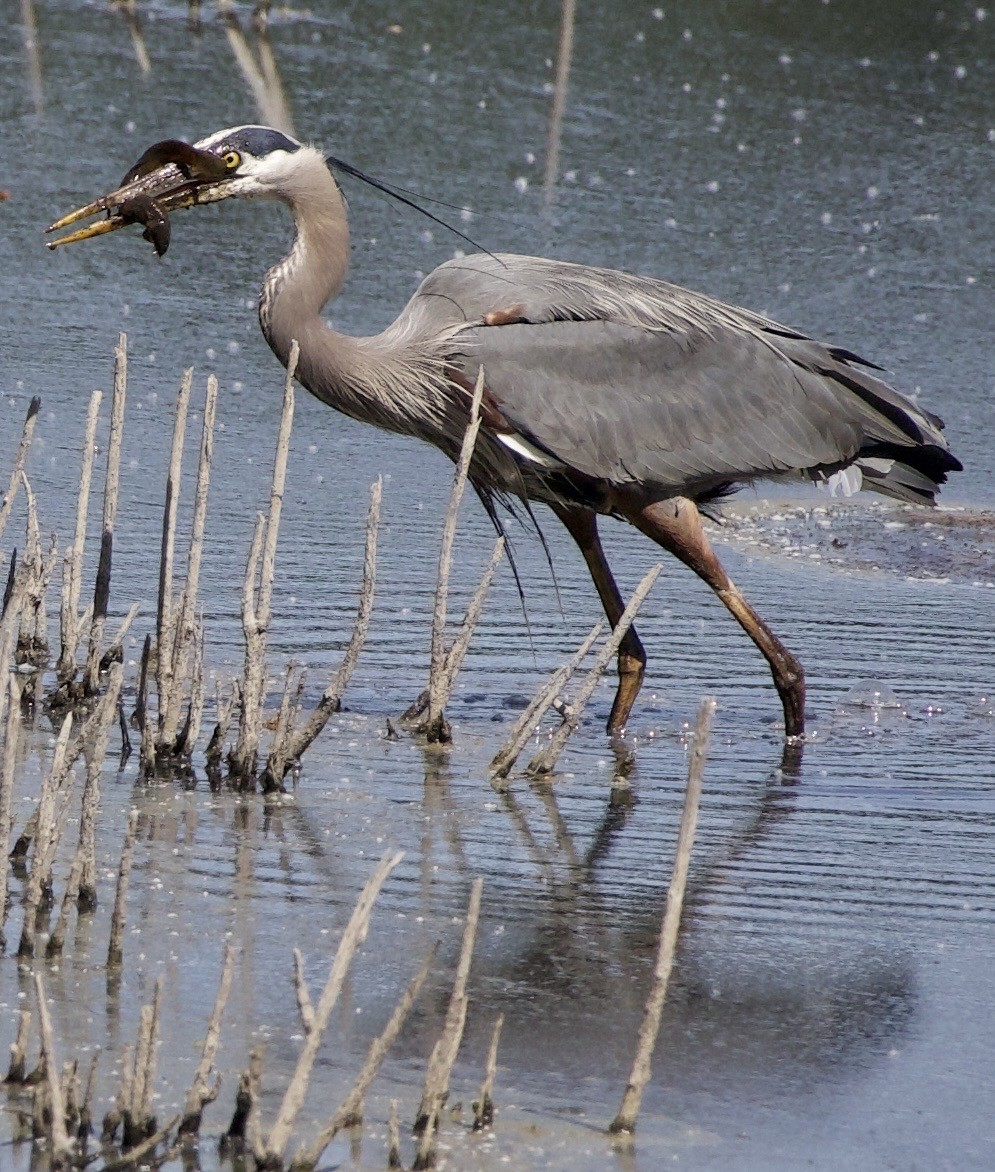 Great Blue Heron - ML646363021