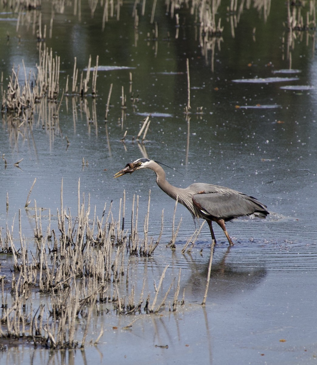 Great Blue Heron - ML646363022
