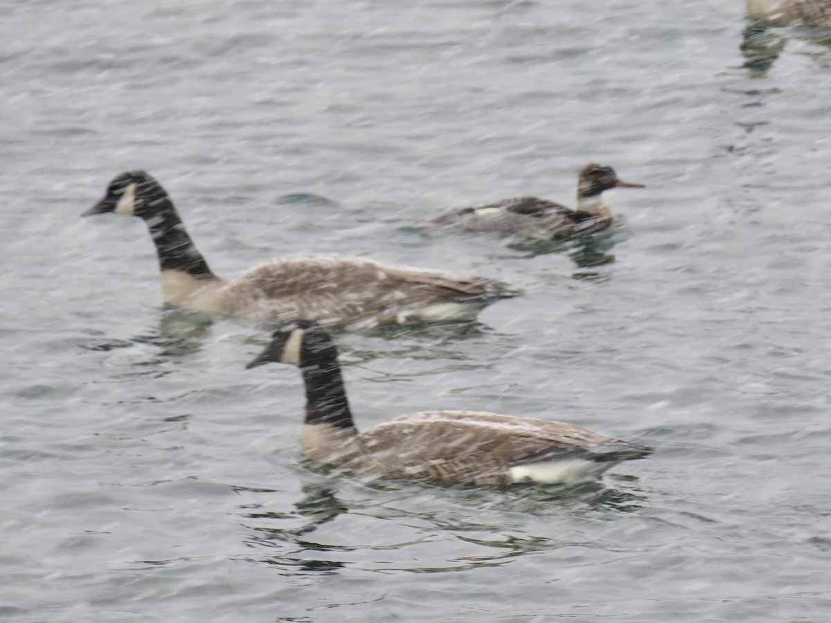 Canada Goose - ML646363023
