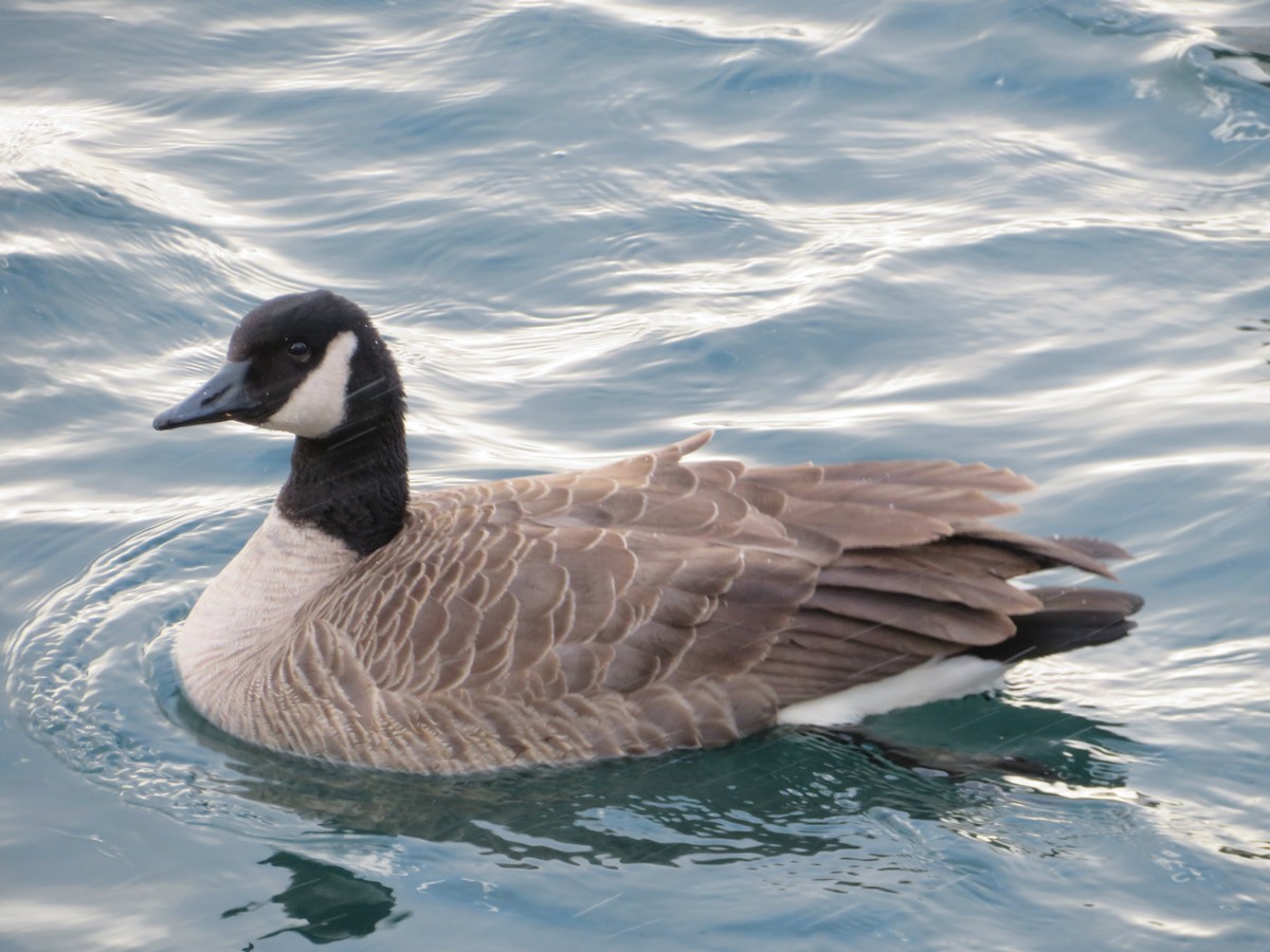 Canada Goose - ML646363024