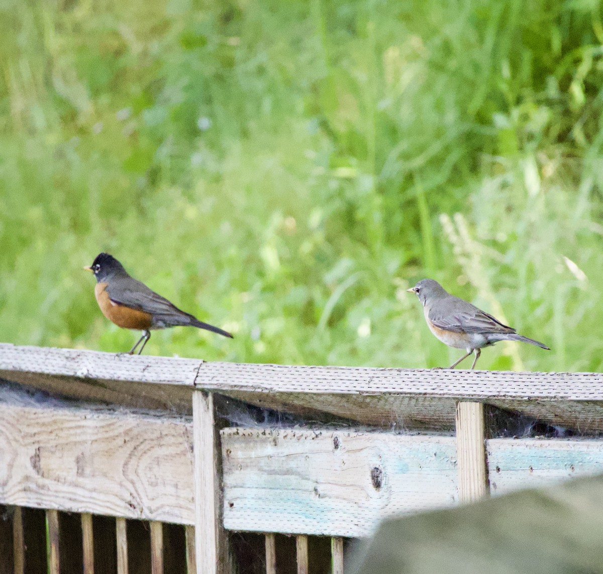 American Robin - ML646363025