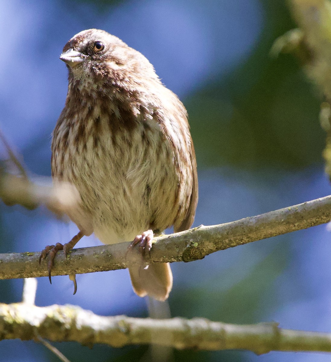 Song Sparrow - ML646363026