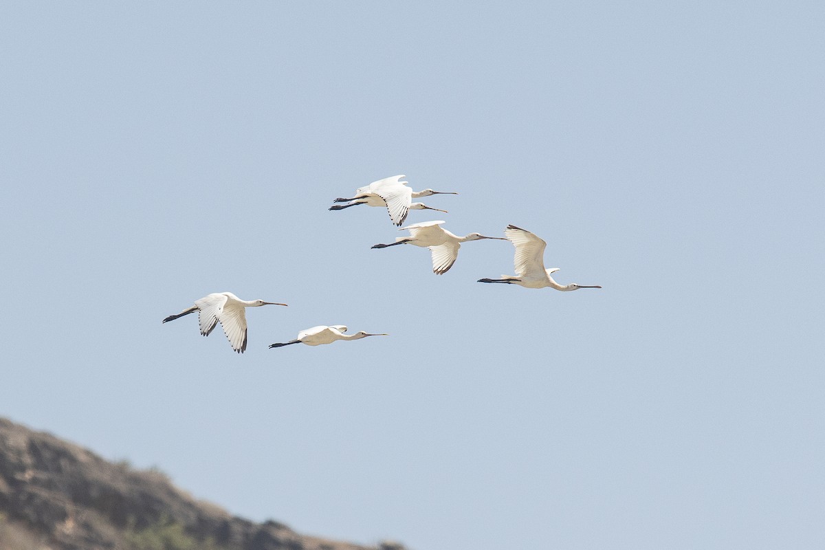 白琵鷺 - ML646363028