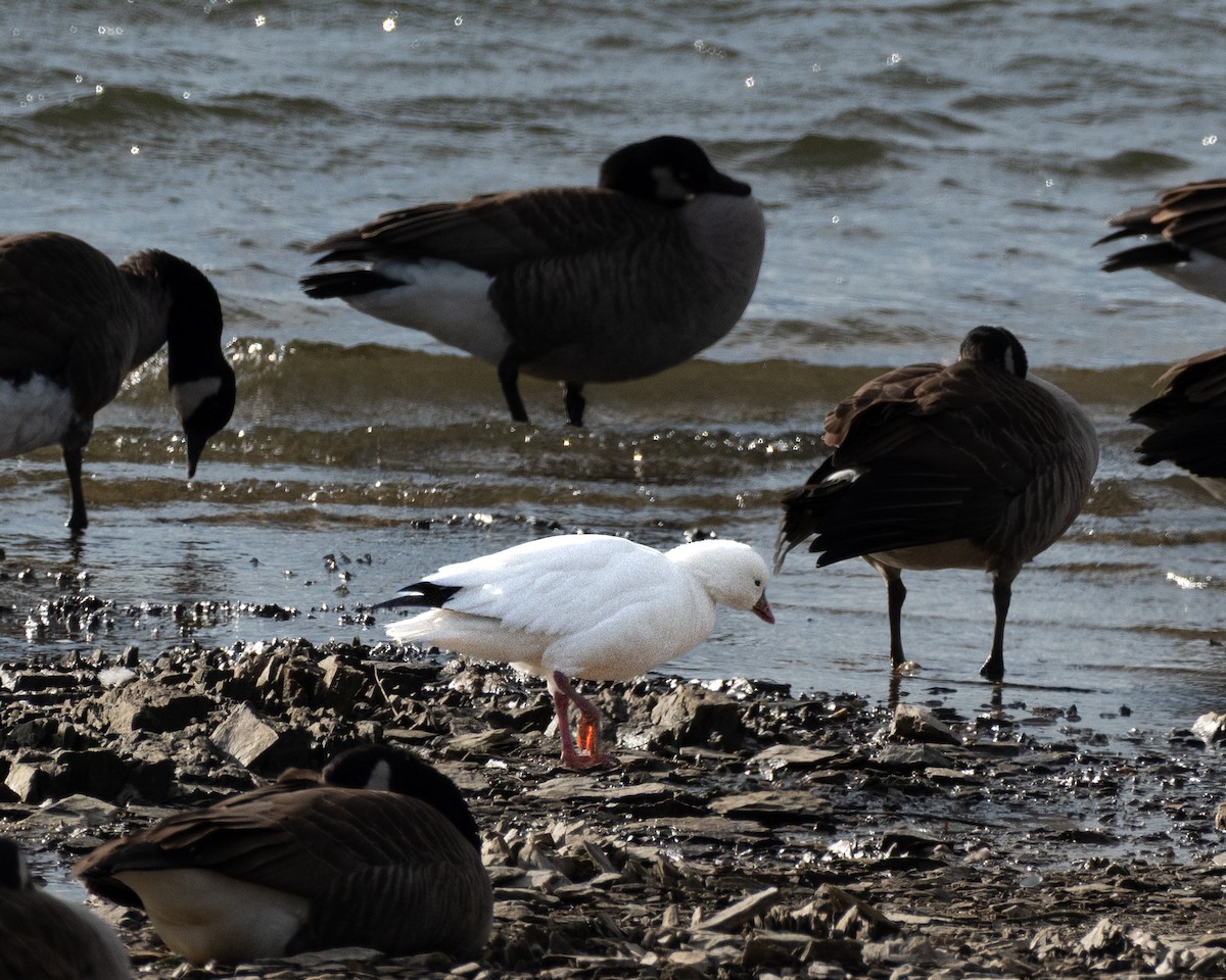 Ross's Goose - ML646363030
