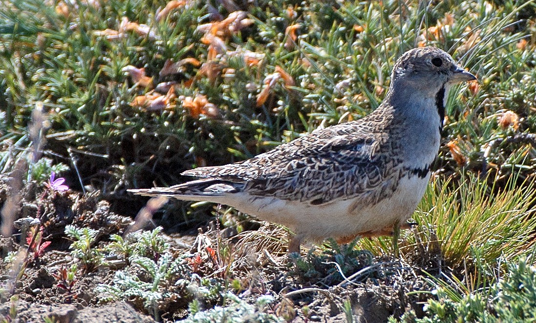 Least Seedsnipe - ML646363031