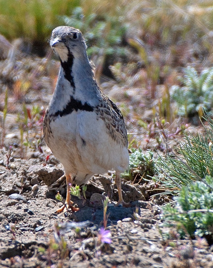 Least Seedsnipe - ML646363032