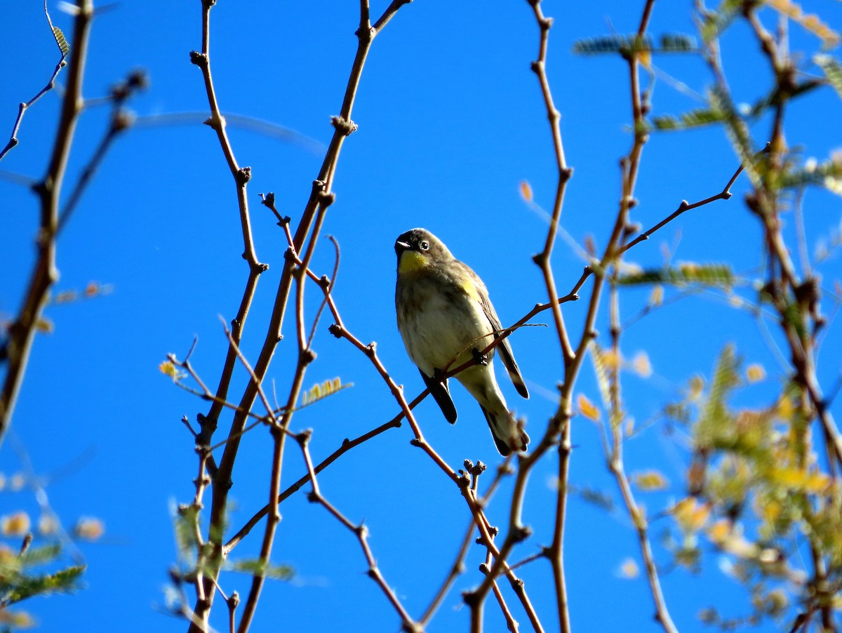 Yellow-rumped Warbler - ML646363033