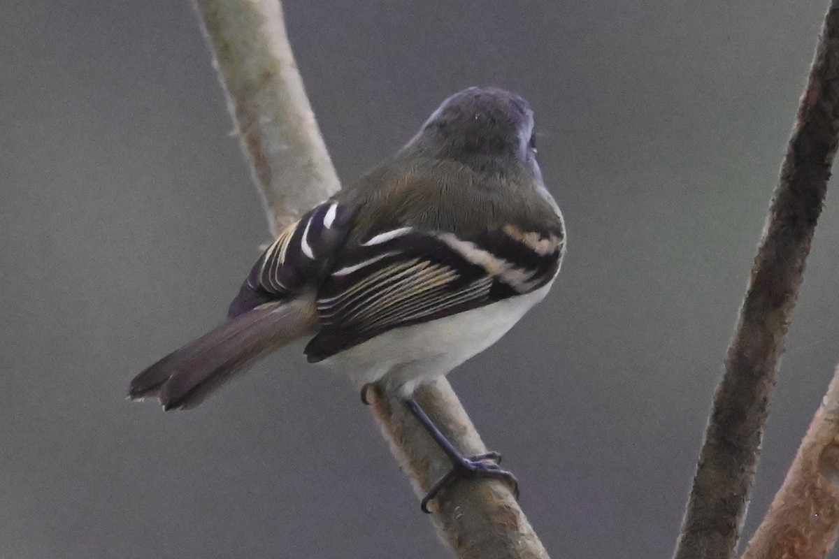 White-tailed Tyrannulet - ML646363034