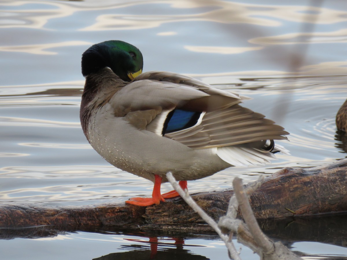 綠頭鴨 - ML646363035