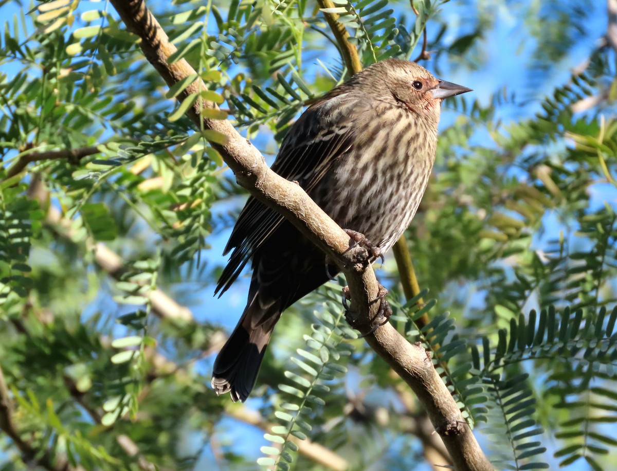 Red-winged Blackbird - ML646363036