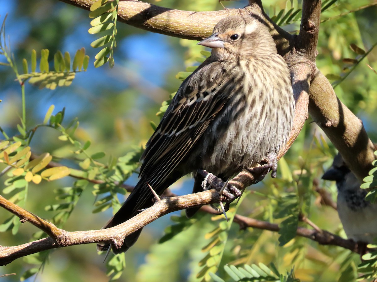 Red-winged Blackbird - ML646363037