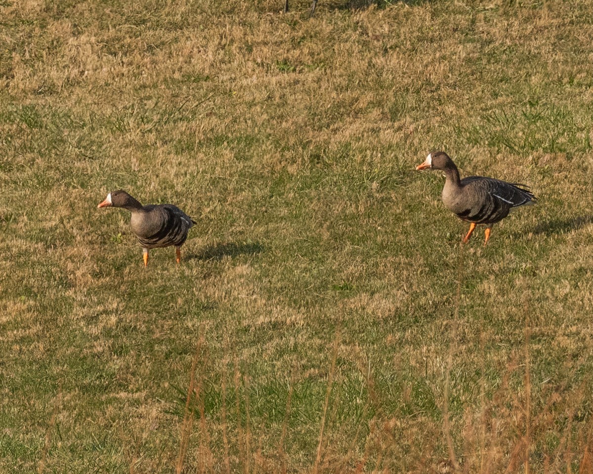 Greater White-fronted Goose - ML646363038