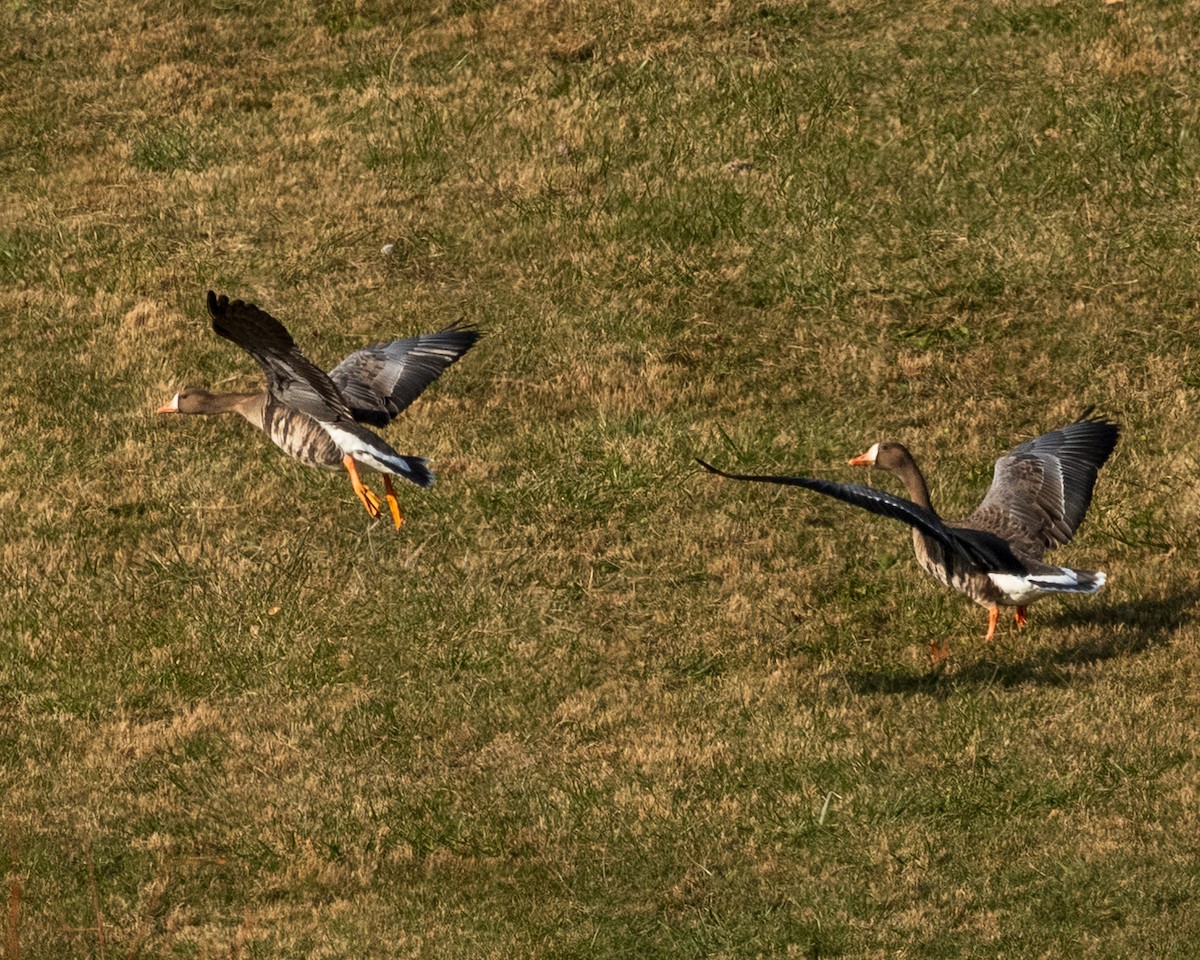 Greater White-fronted Goose - ML646363039