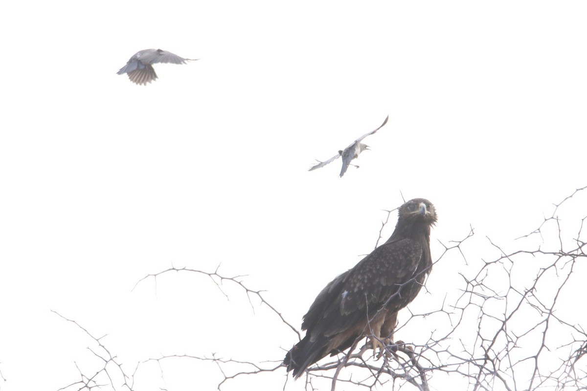 Lesser Spotted Eagle - ML646363041