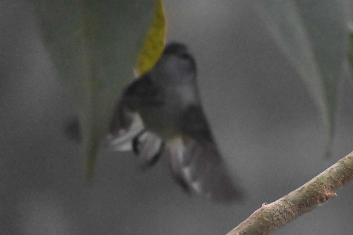 White-tailed Tyrannulet - ML646363042