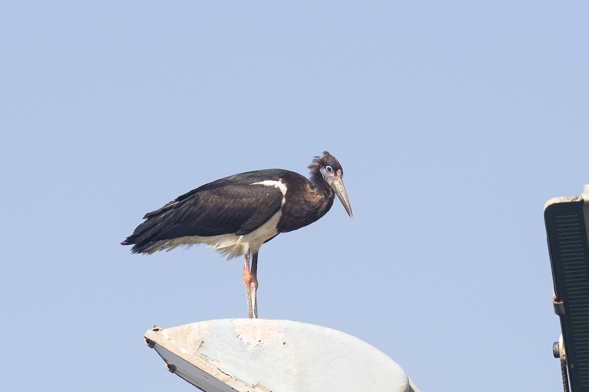 Abdim's Stork - ML646363043