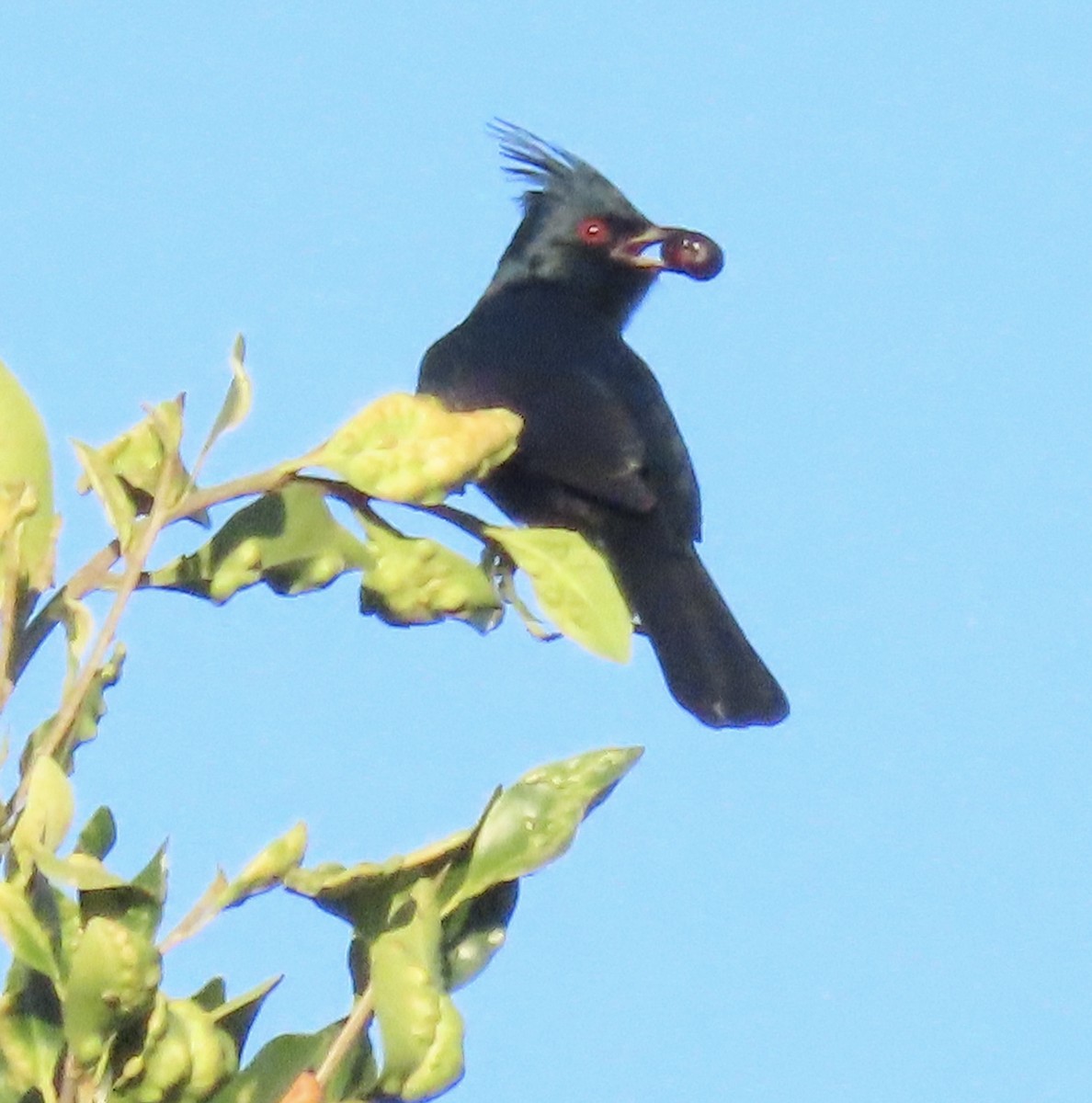 Phainopepla - ML646363046