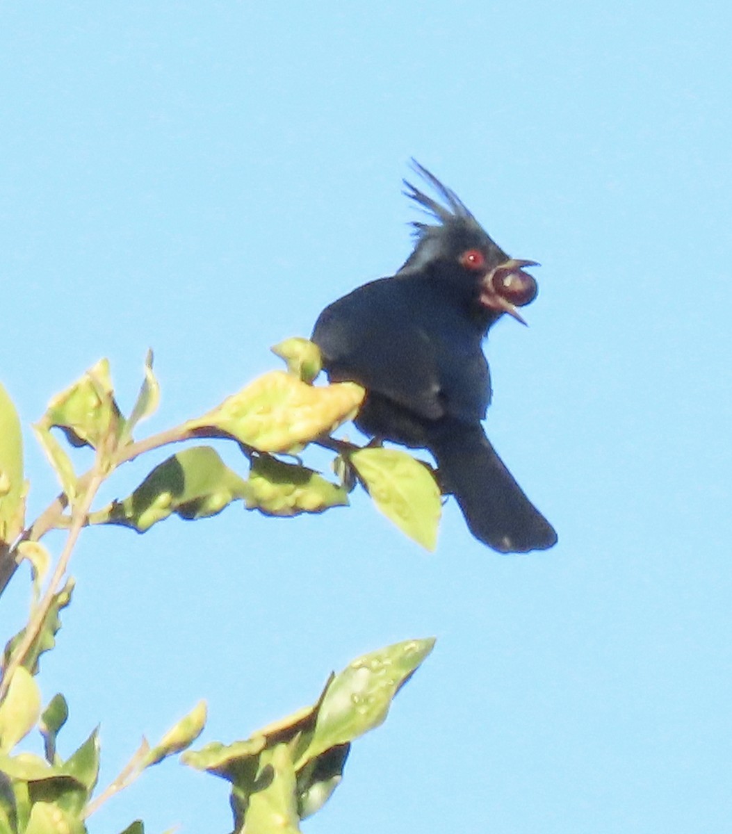 Phainopepla - ML646363047