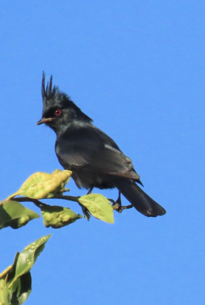 Phainopepla - ML646363048