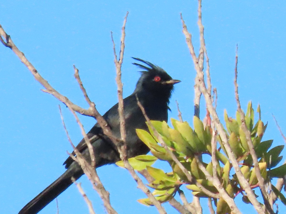 Phainopepla - ML646363049