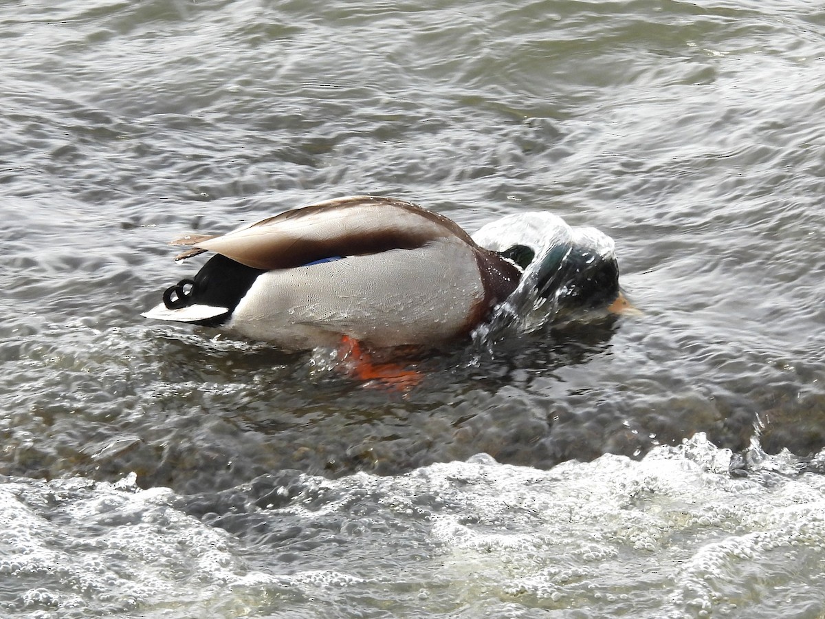 Mallard - ML646363053