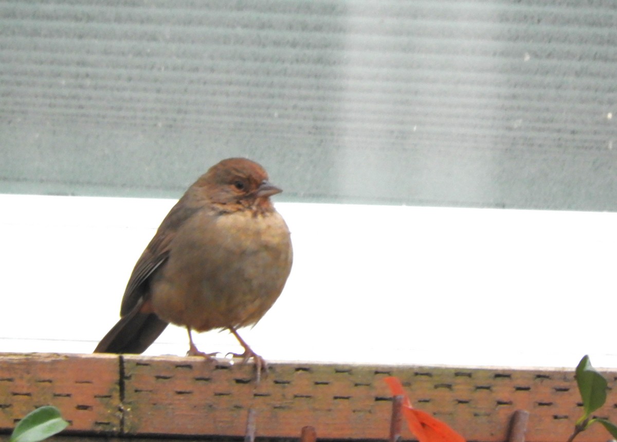 California Towhee - ML646363054